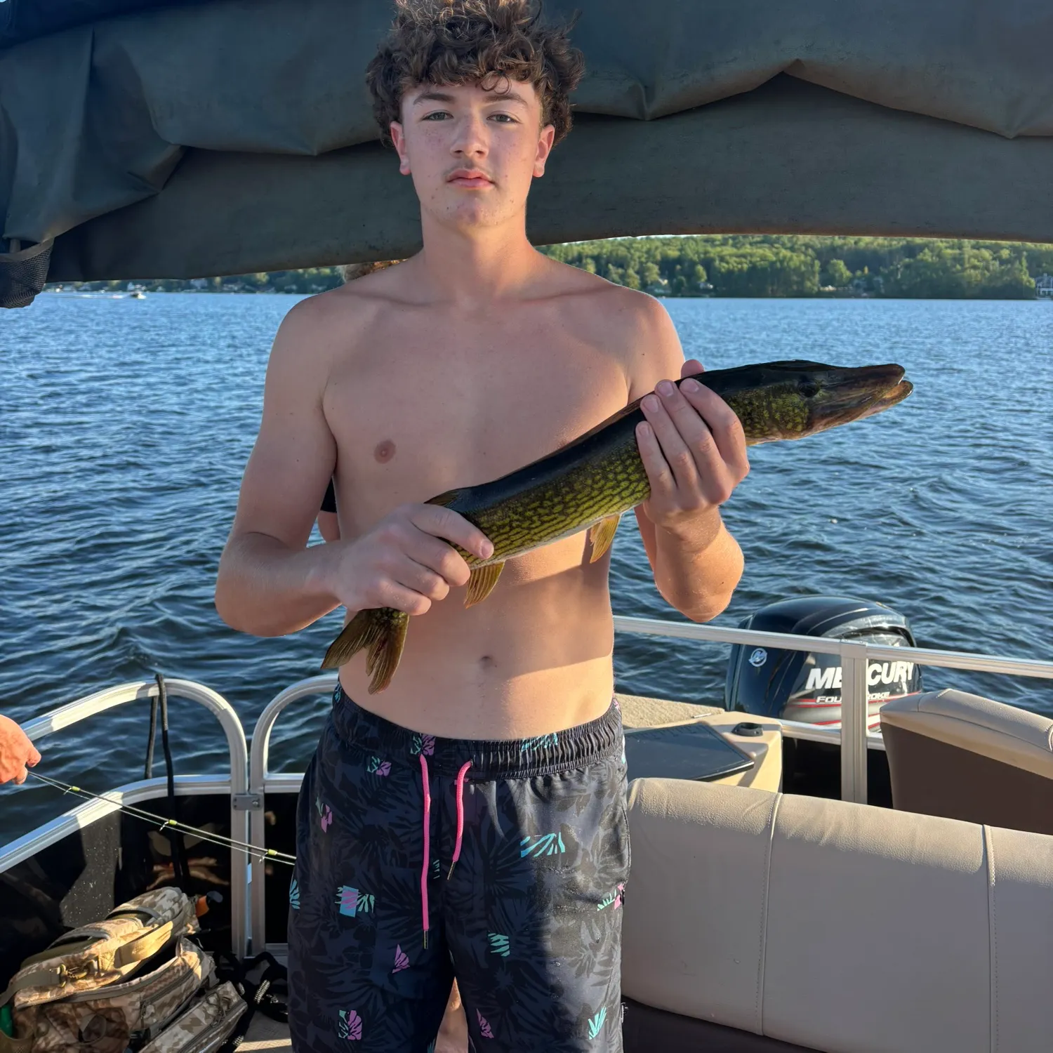Chain pickerel caught on Fishbrain