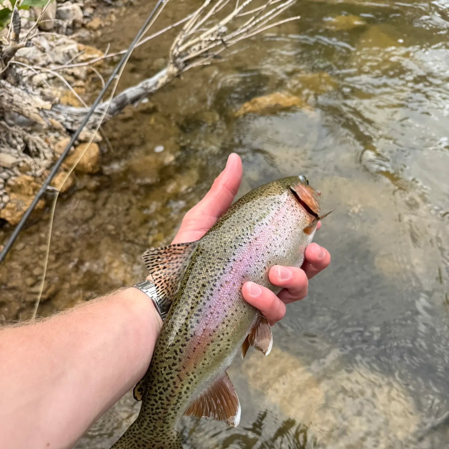 Rainbow trout caught on Fishbrain