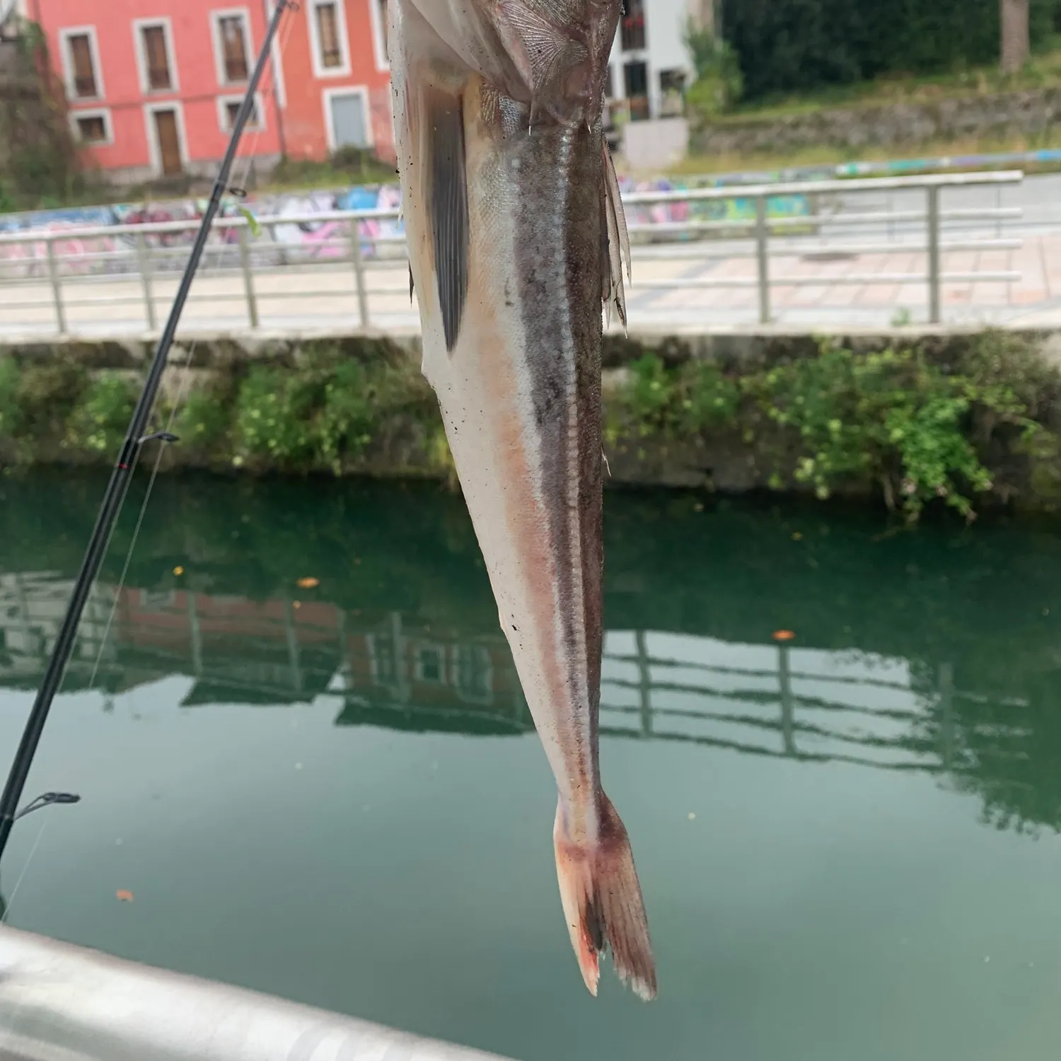 The most recent Grey gurnard catches on Fishbrain