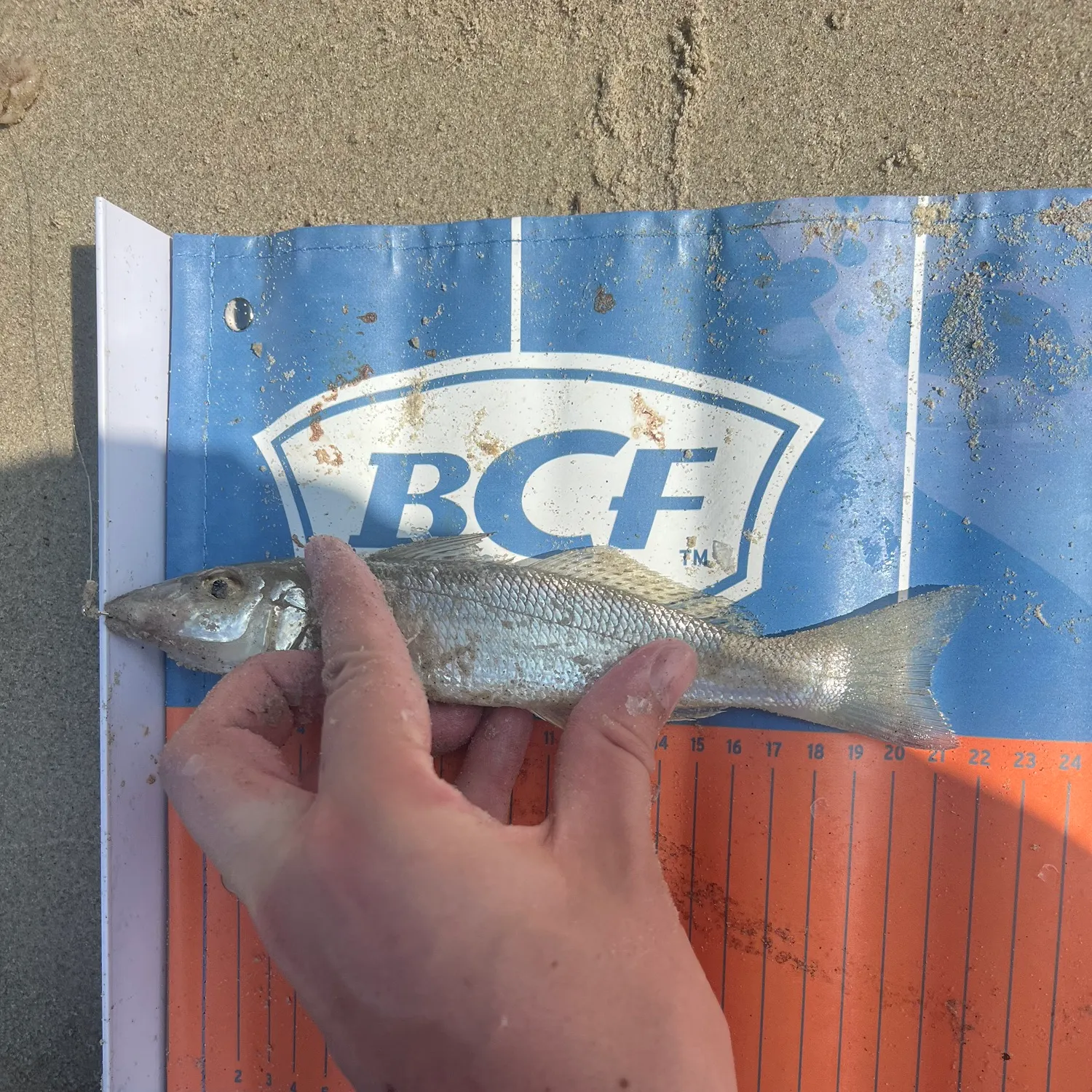 The most recent Sand sillago catches on Fishbrain