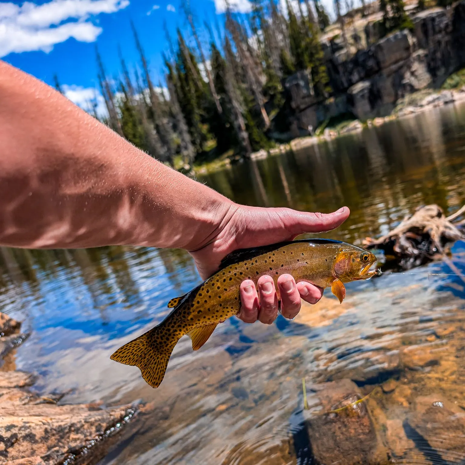 The most recent Bear River cutthroat trout catches on Fishbrain