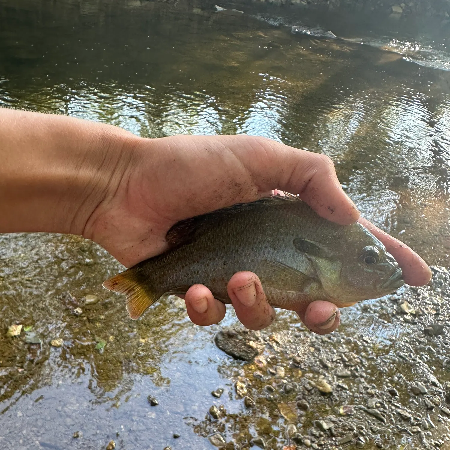 Redbreast sunfish caught on Fishbrain