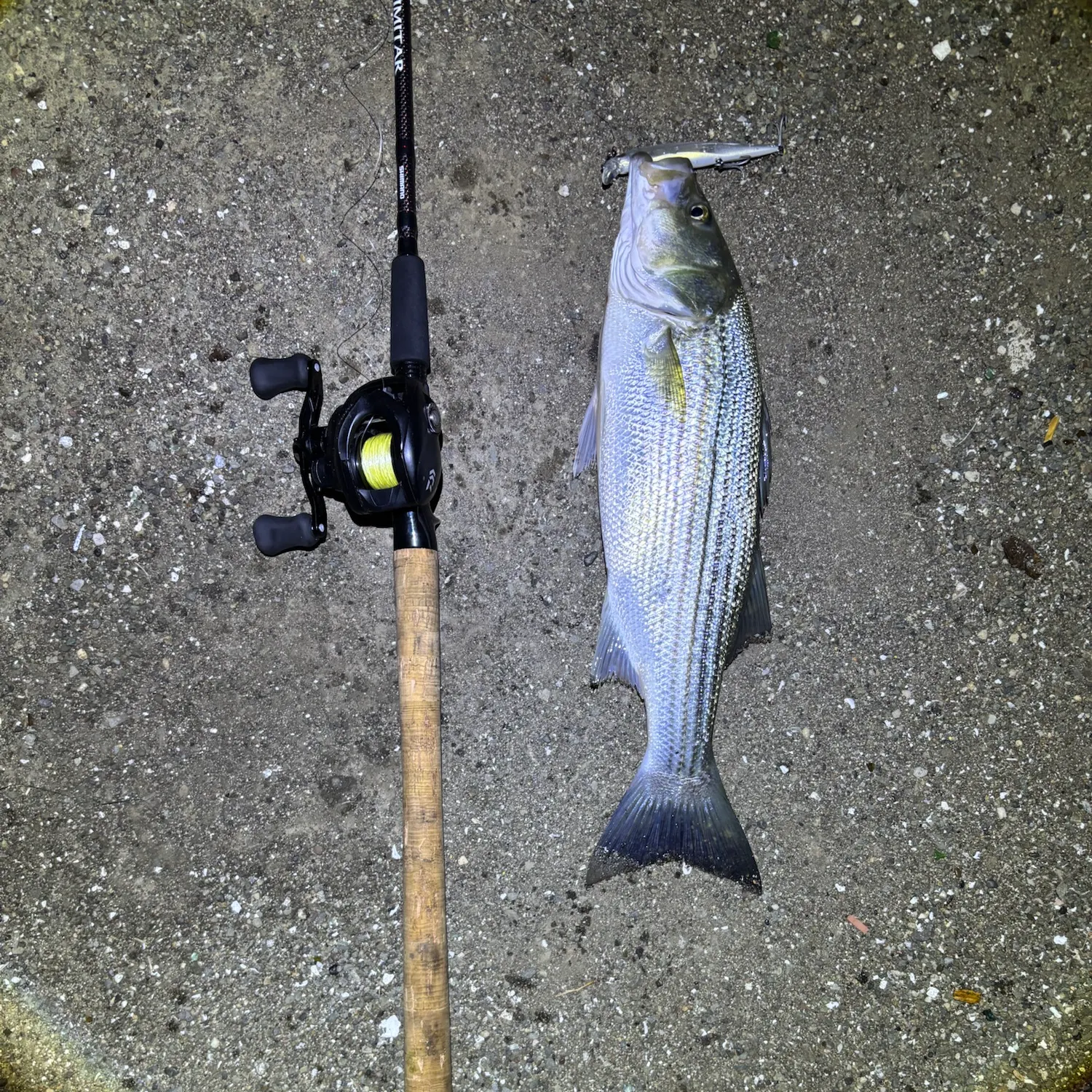 Striped bass caught on Fishbrain