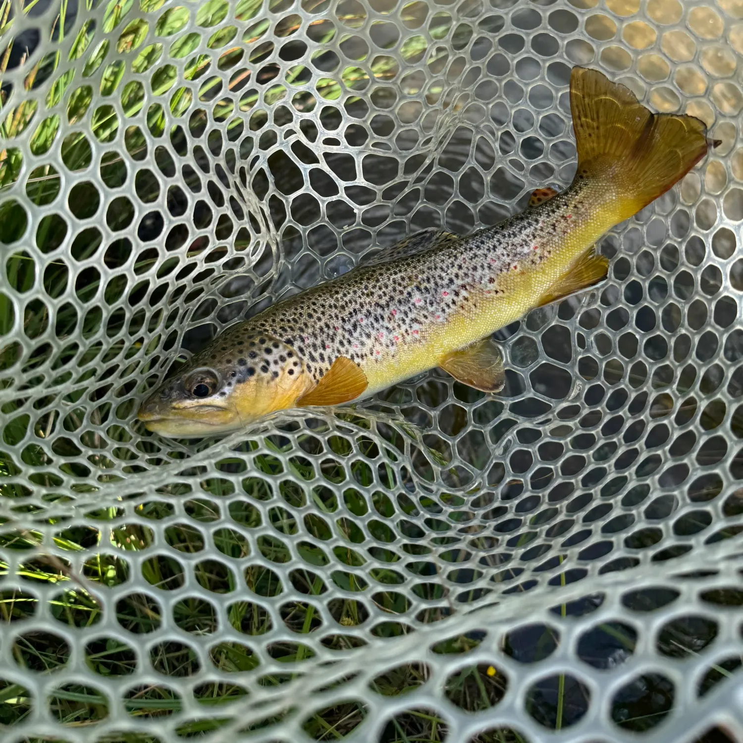 The most recent Lake trout catches on Fishbrain
