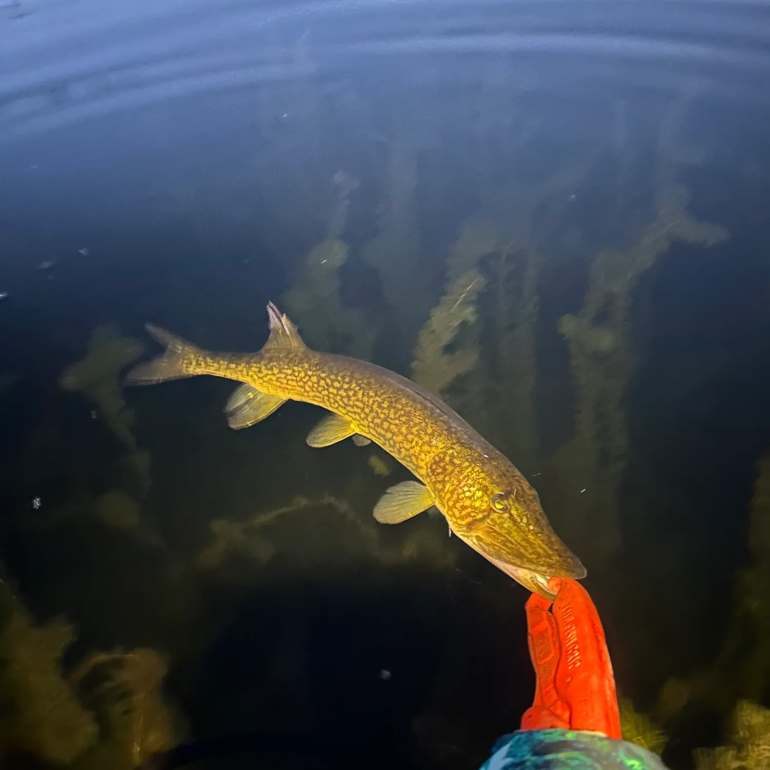 Chain pickerel caught on Fishbrain