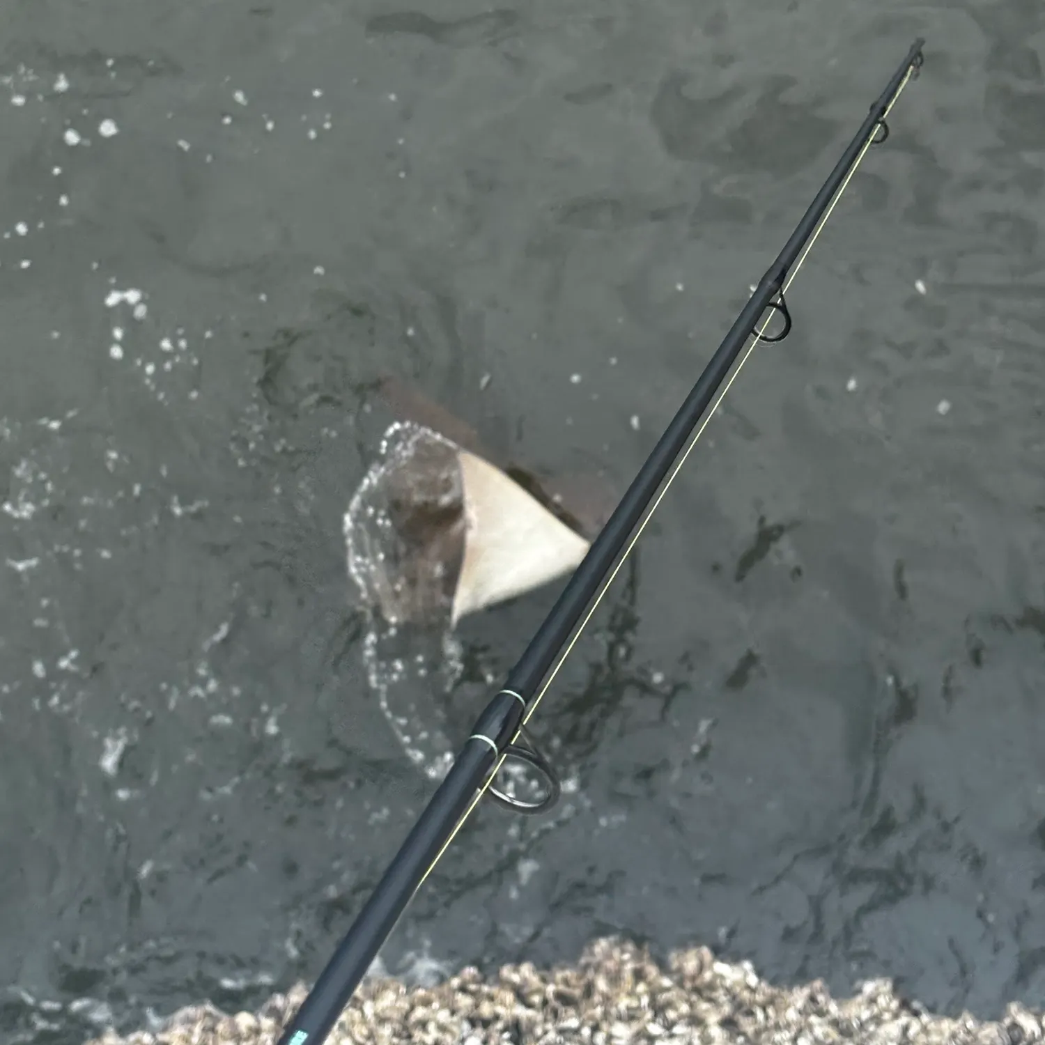 The most recent Cownose Ray catches on Fishbrain