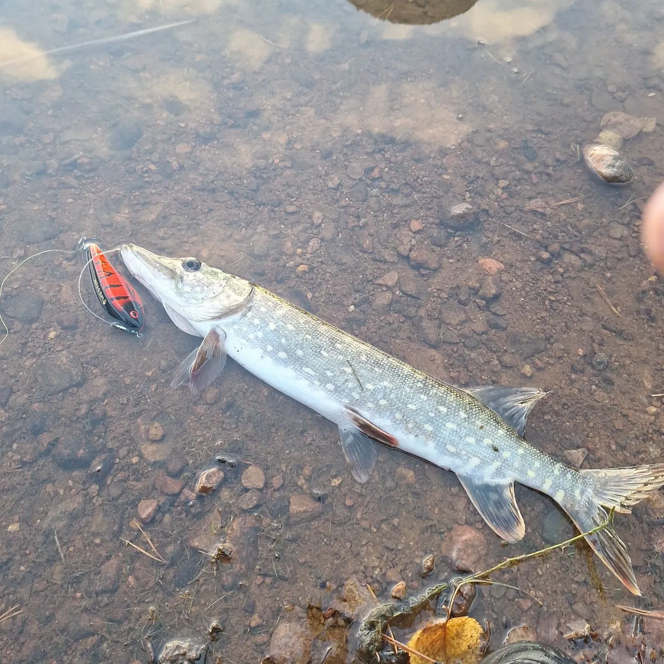 Northern pike caught on Fishbrain