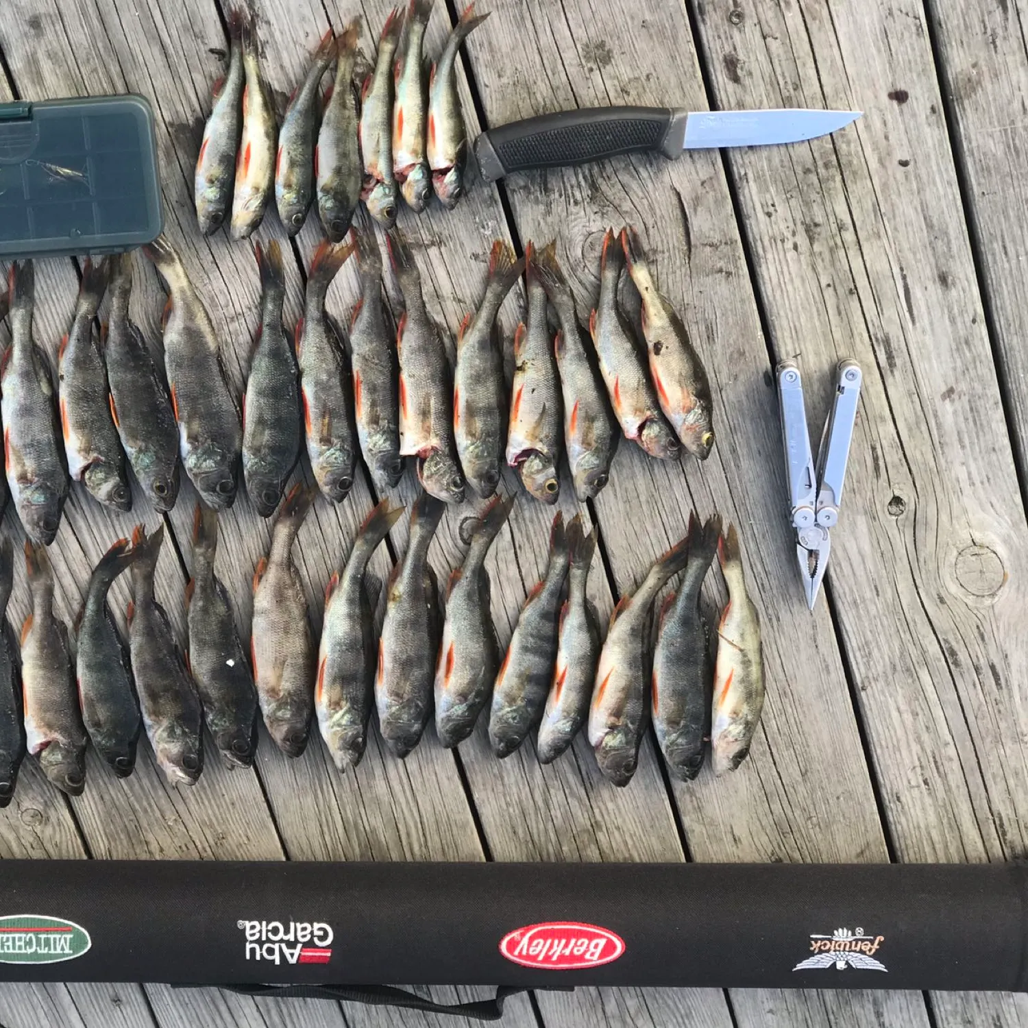 recently logged catches