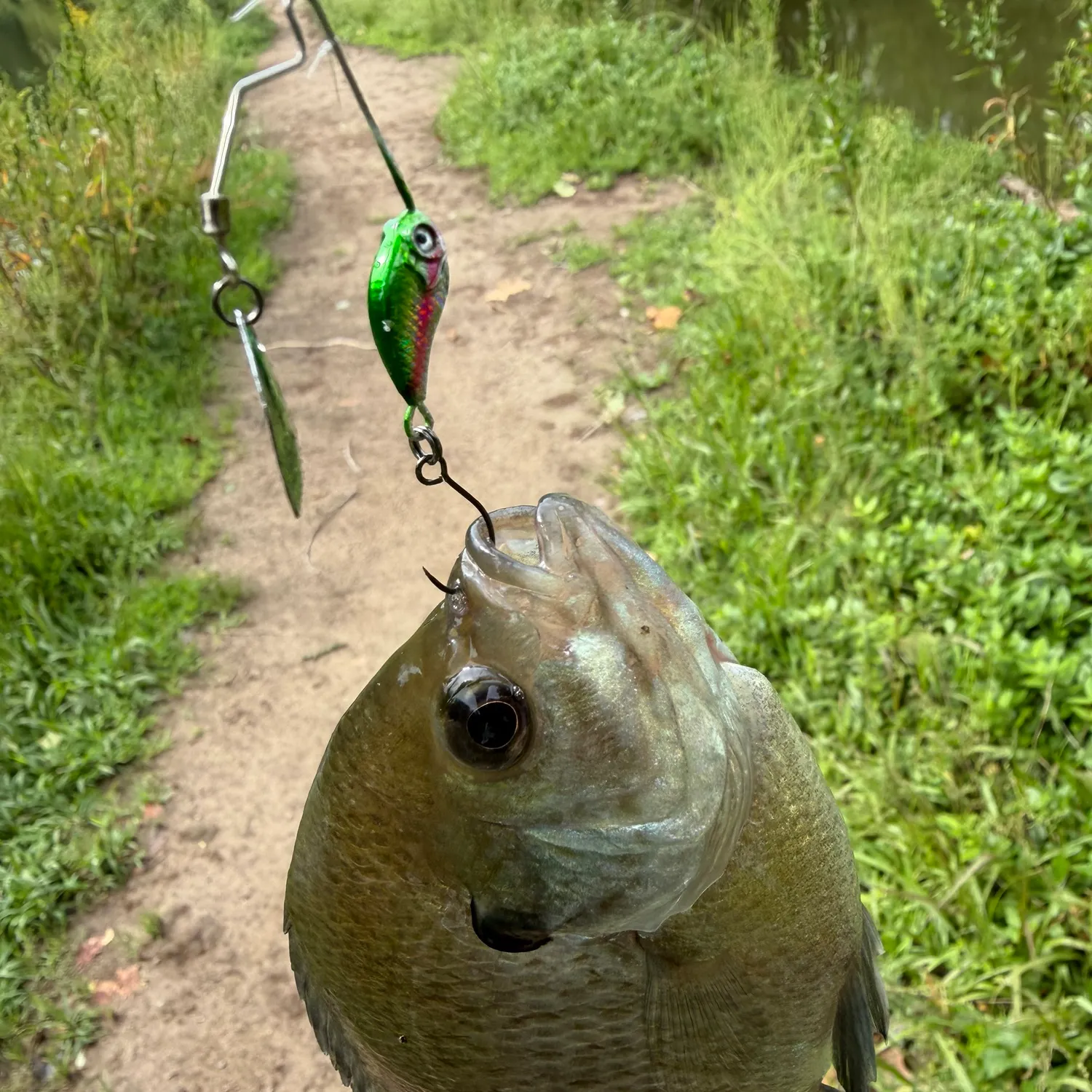 Bluegill caught on Fishbrain