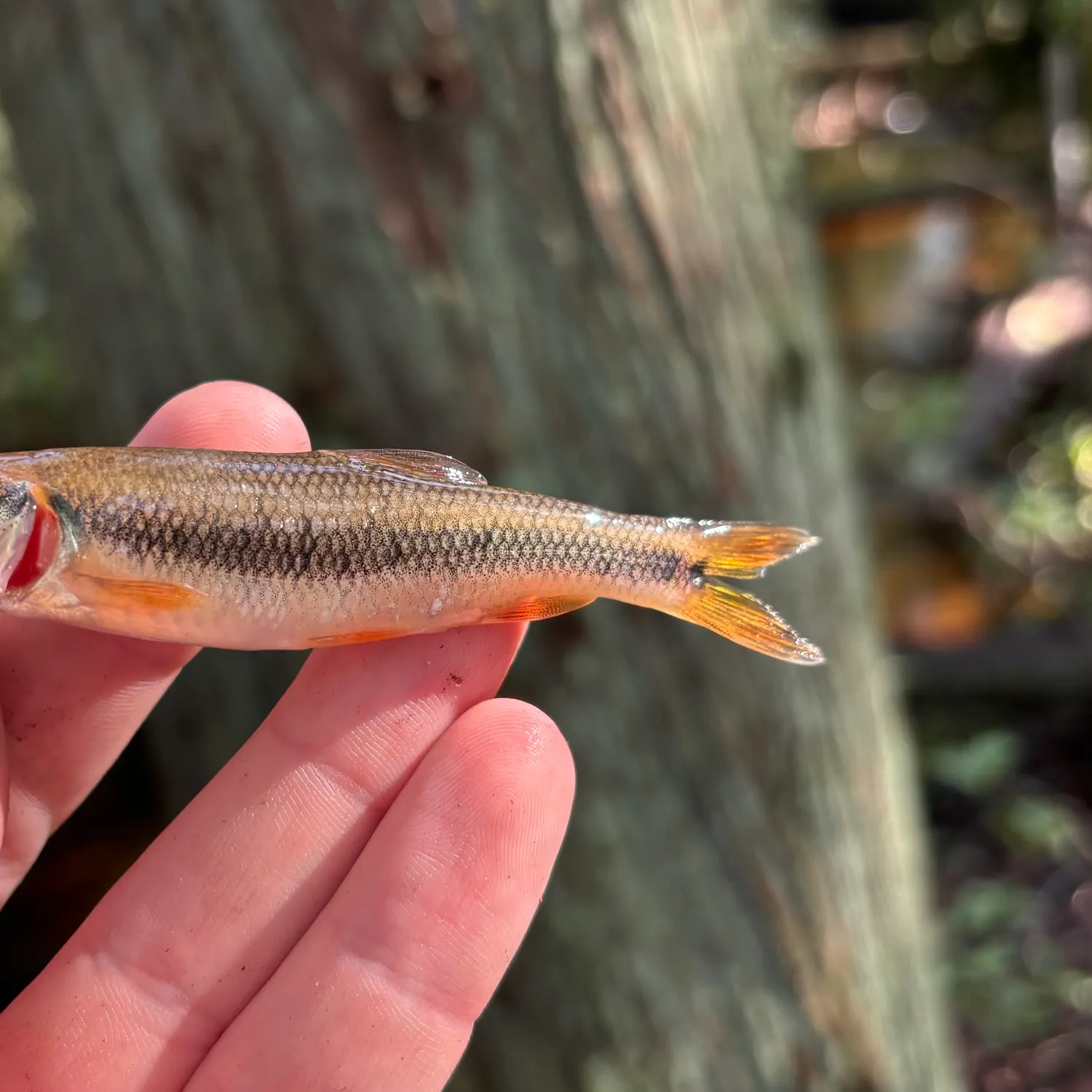 The most recent Sandhills chub catches on Fishbrain