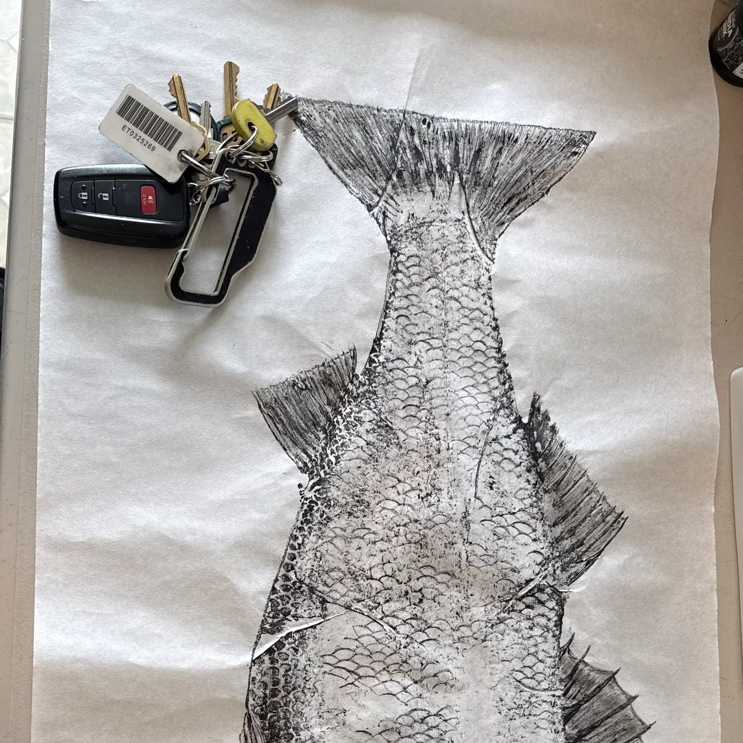 Striped bass caught on Fishbrain
