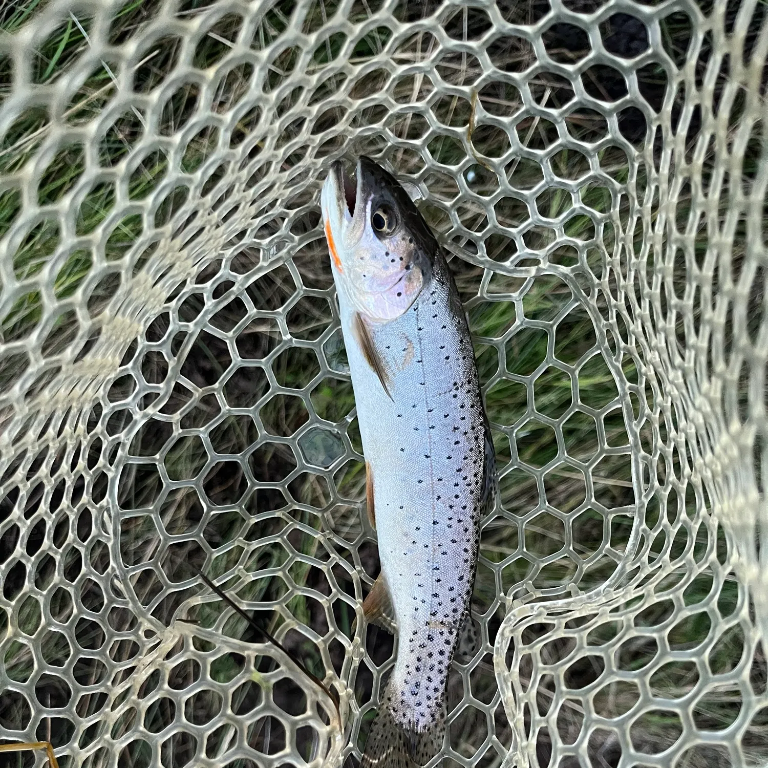 The most recent Bear River cutthroat trout catches on Fishbrain