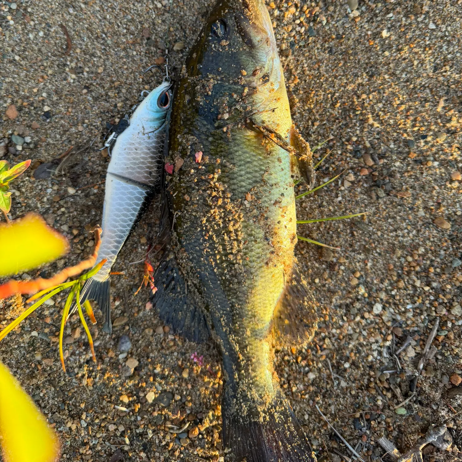 Largemouth bass caught on Fishbrain