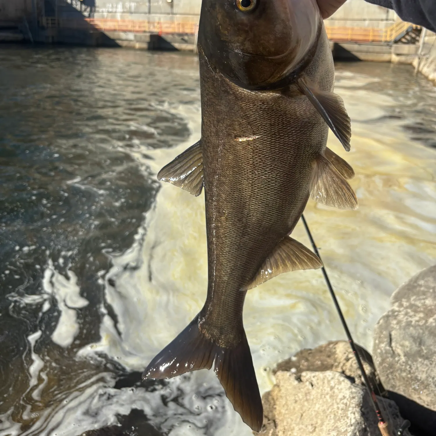 The most recent Silver carp catches on Fishbrain