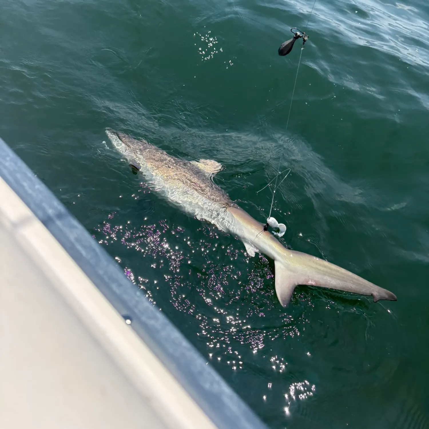 The most recent Sandbar shark catches on Fishbrain