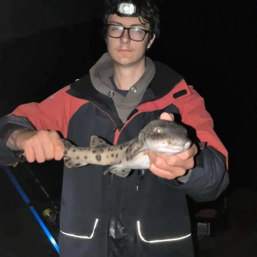 The most recent Nursehound catches on Fishbrain