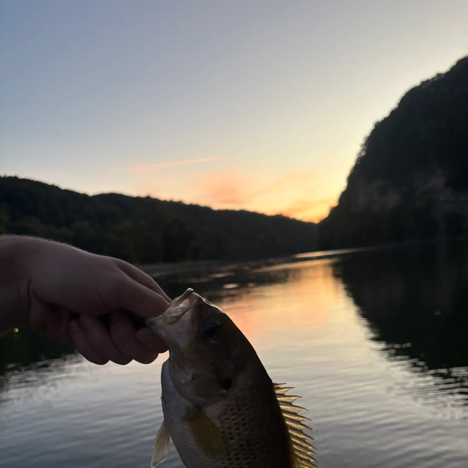 Rock bass caught on Fishbrain