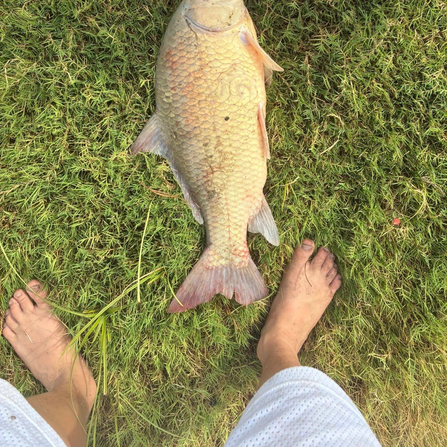 Smallmouth buffalo caught on Fishbrain
