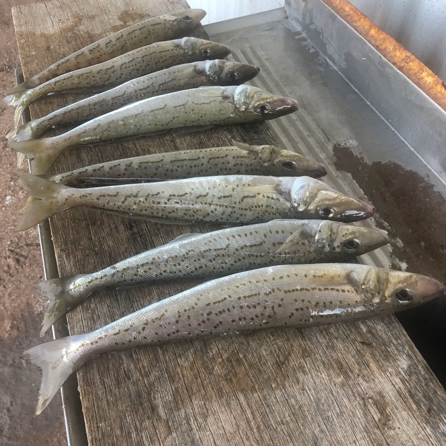 recently logged catches