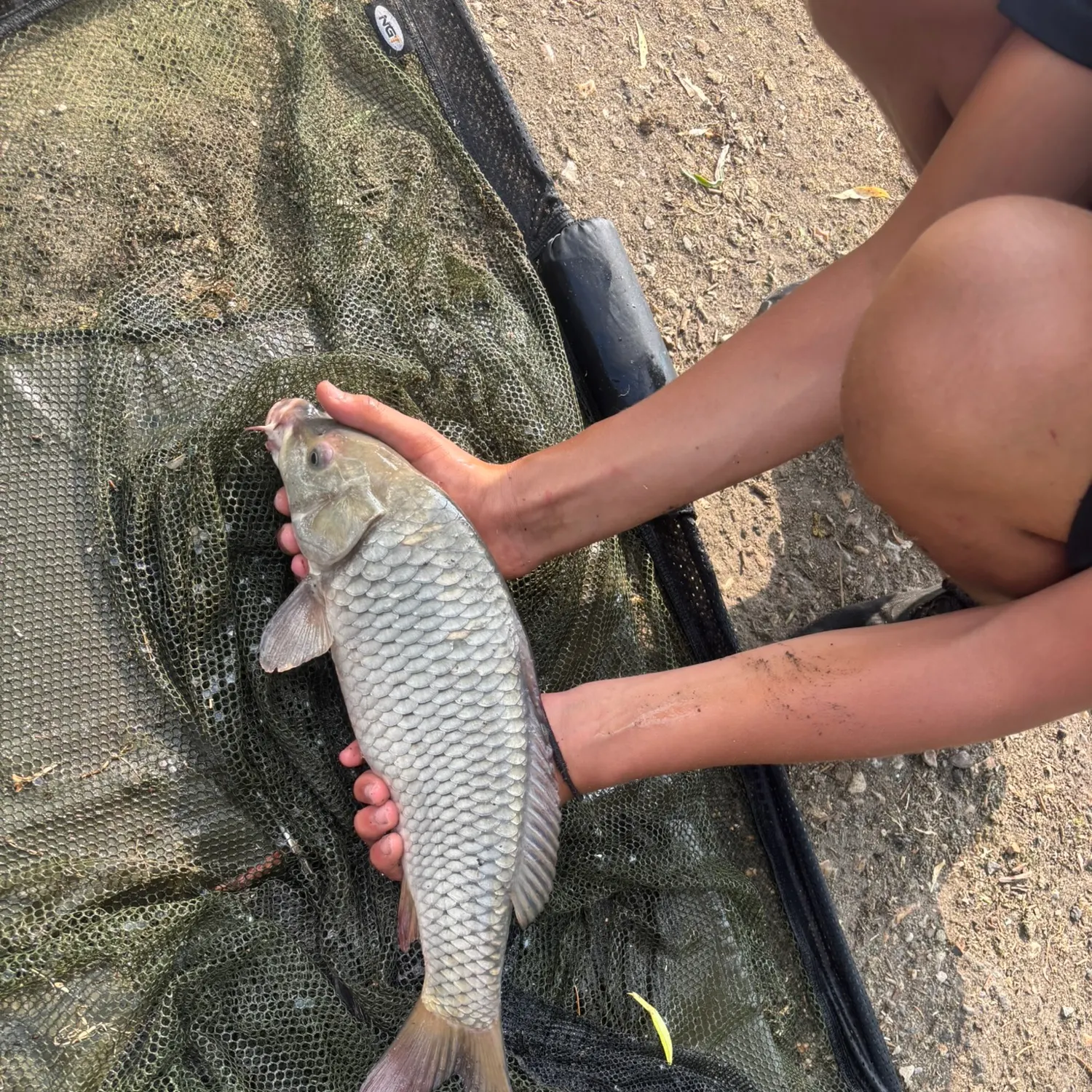 The most recent Ghost carp catches on Fishbrain