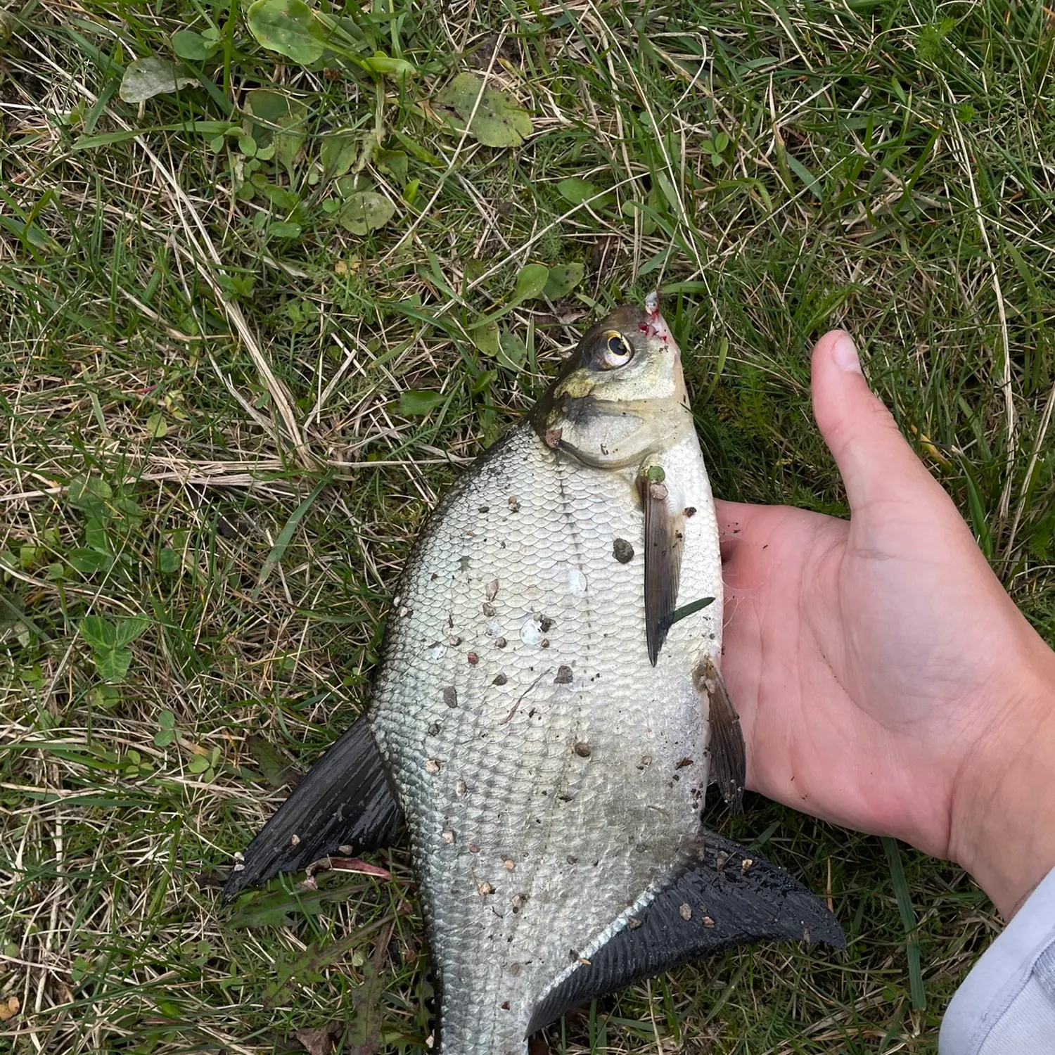 Common bream caught on Fishbrain
