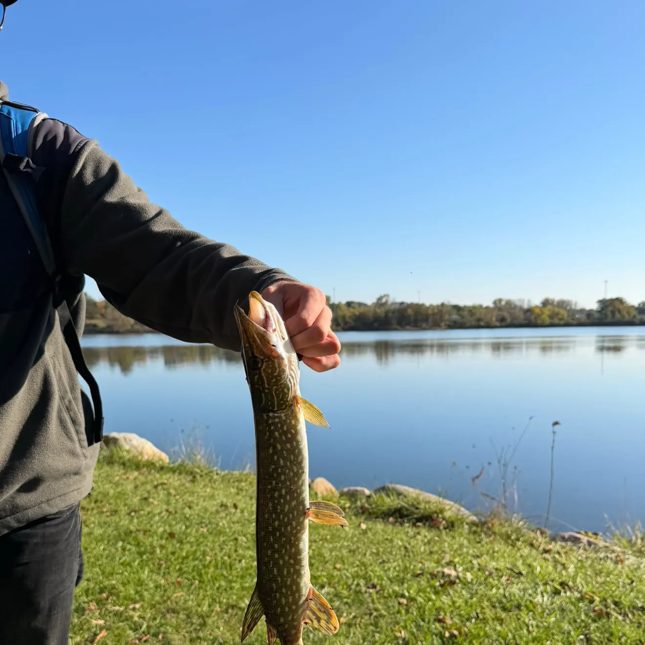 Northern pike caught on Fishbrain