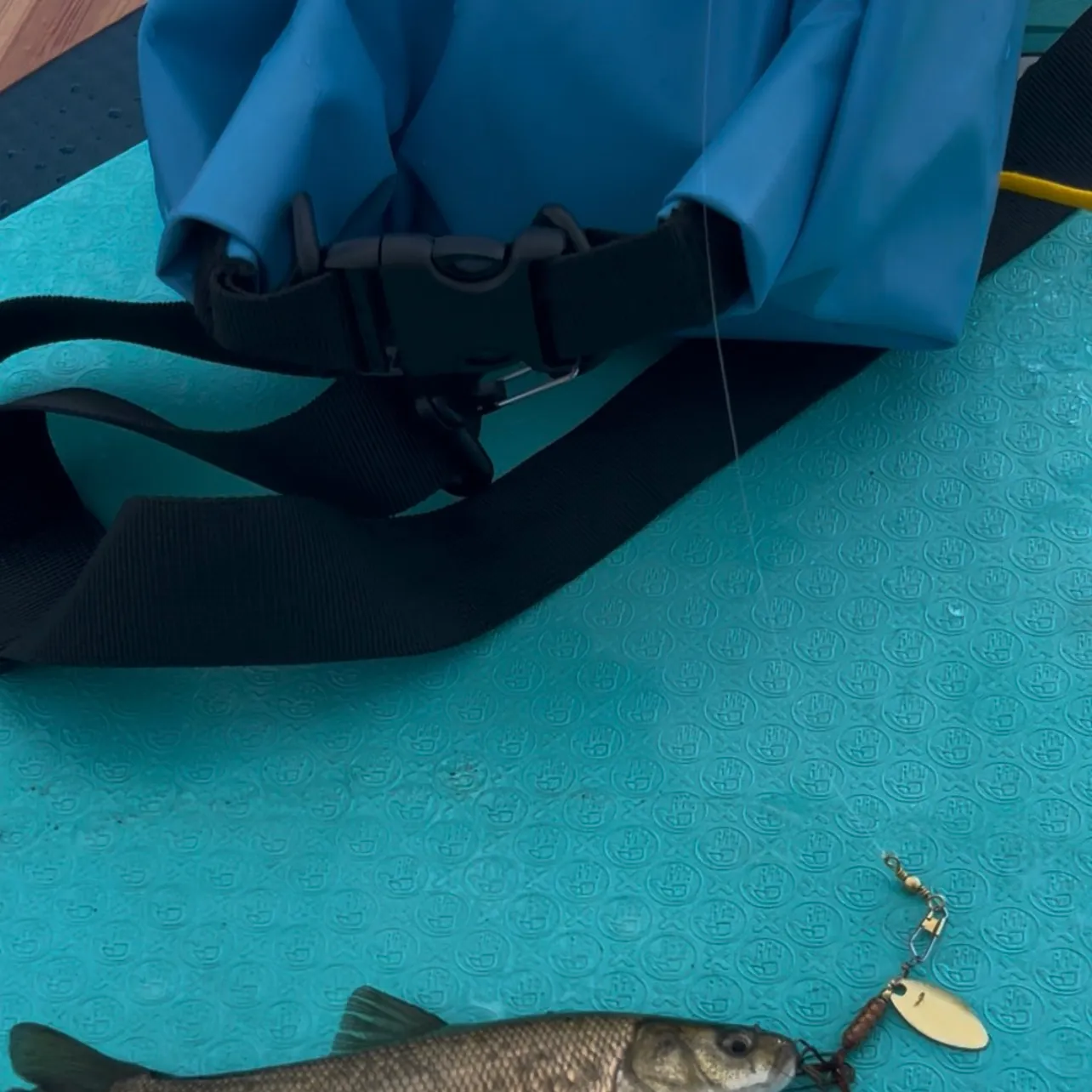 The most recent Tui chub catches on Fishbrain