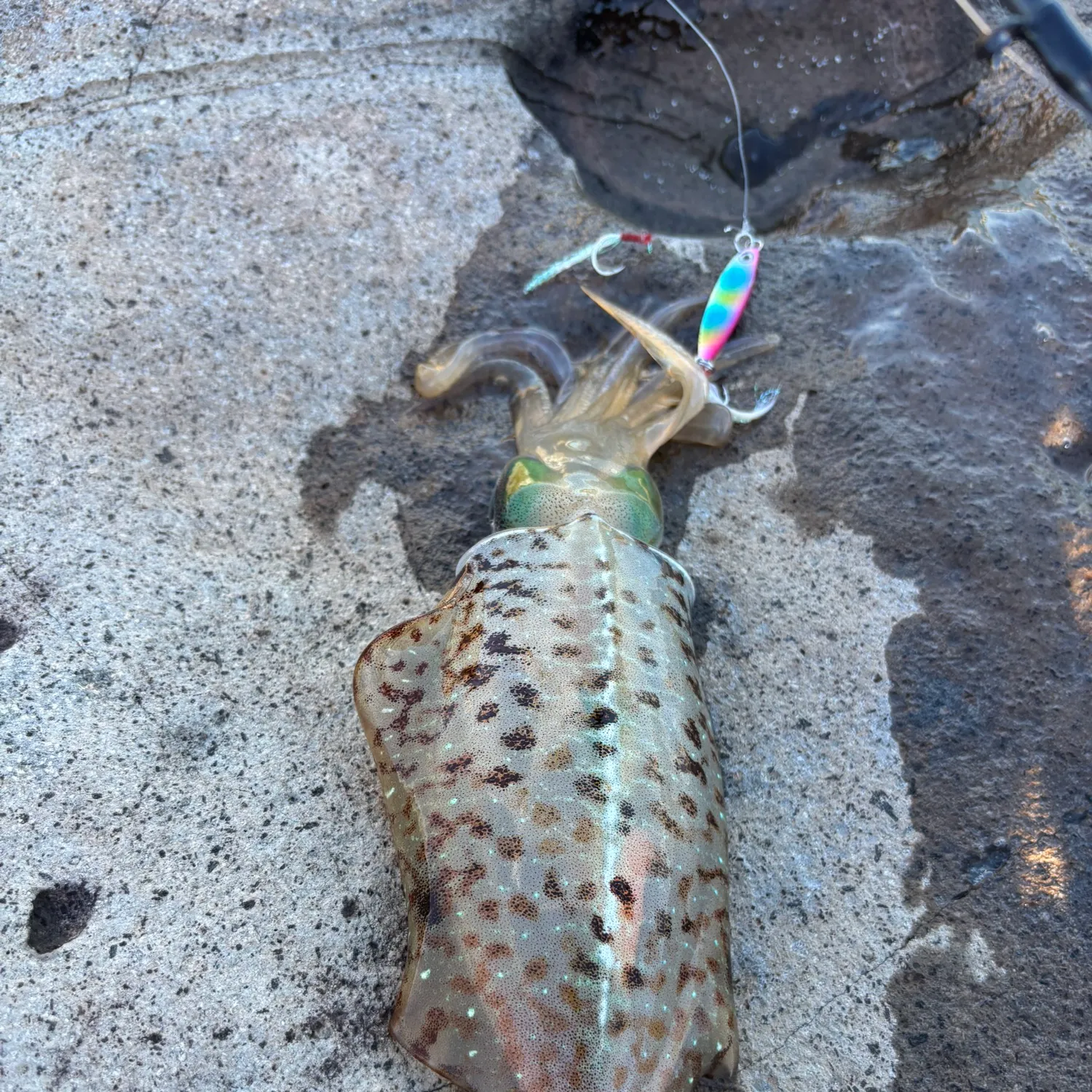 The most recent Common cuttlefish catches on Fishbrain