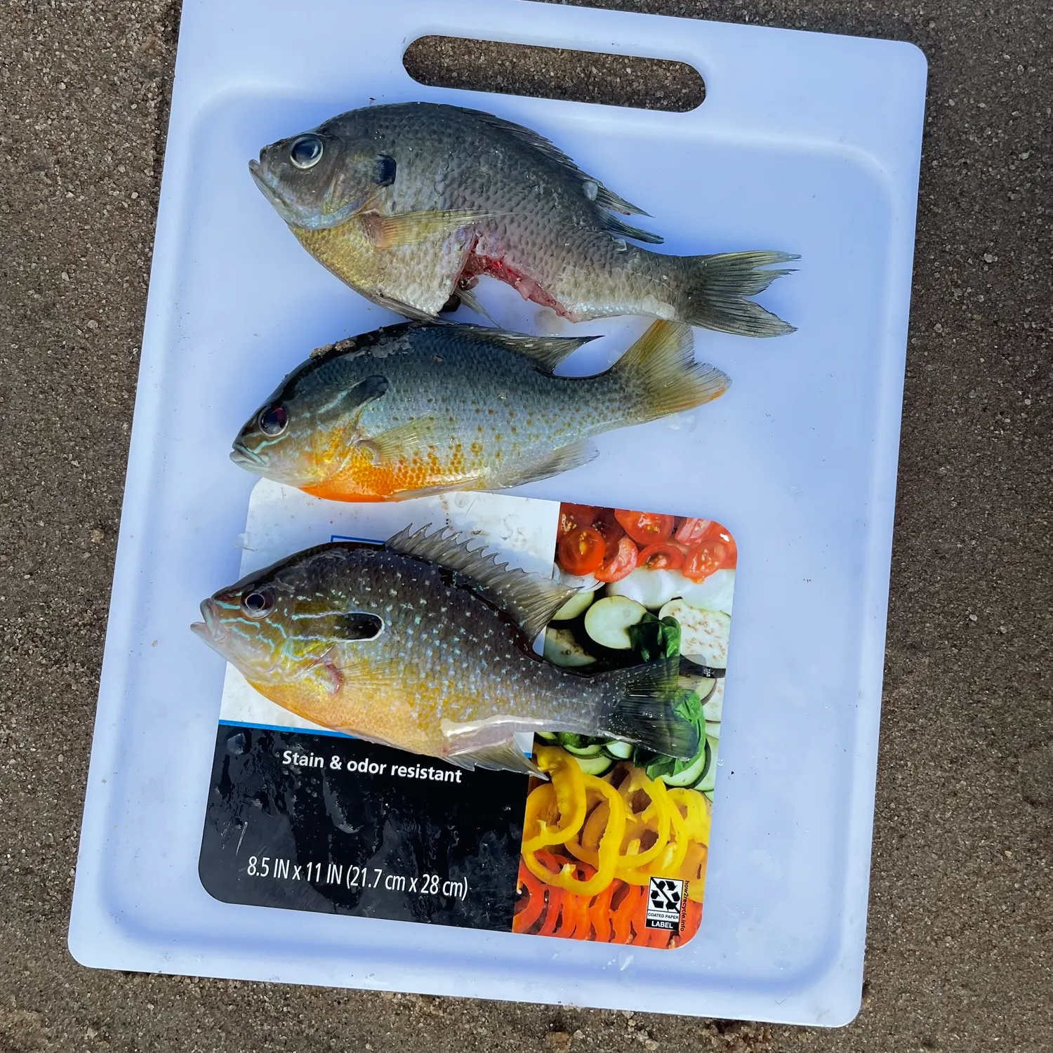 recently logged catches