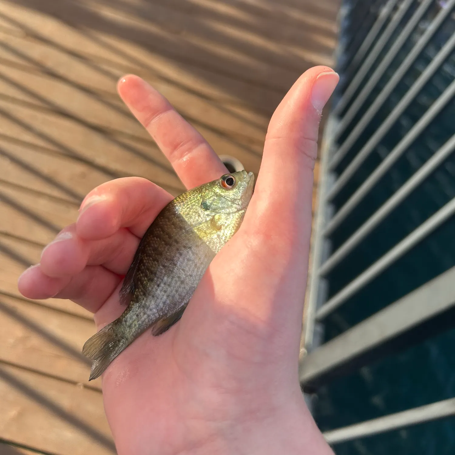 The most recent Redear sunfish catches on Fishbrain