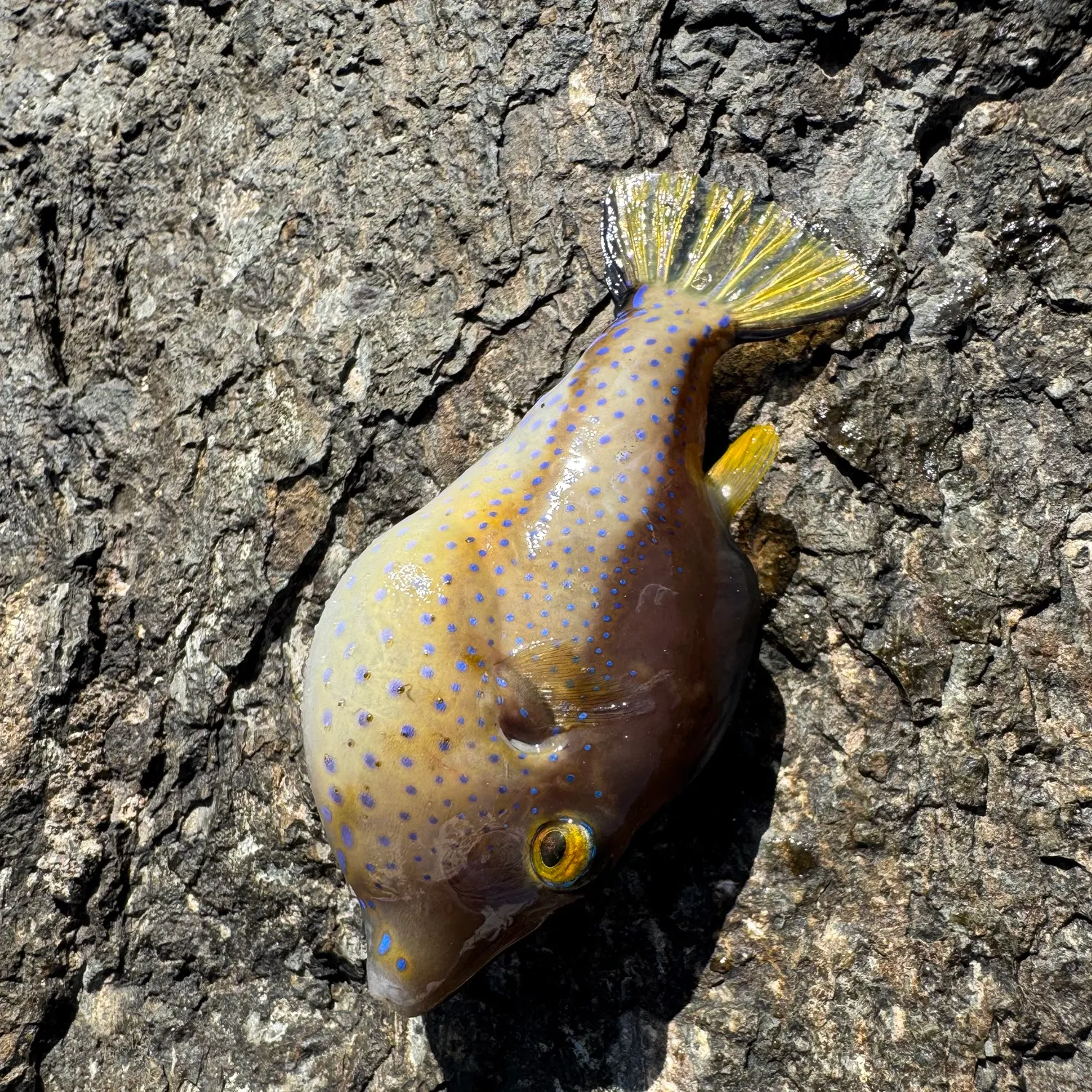 The most recent Blue-spotted puffer catches on Fishbrain