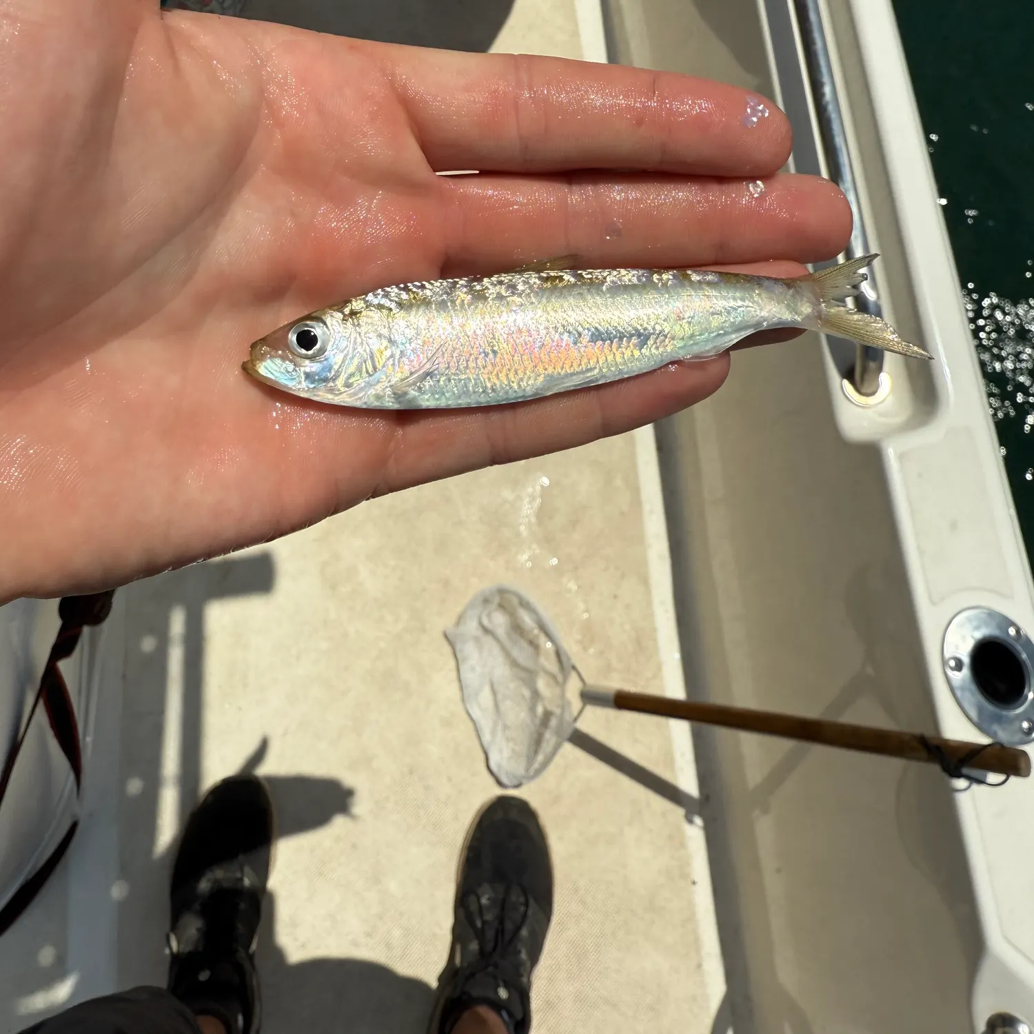 The most recent Bluestripe herring catches on Fishbrain