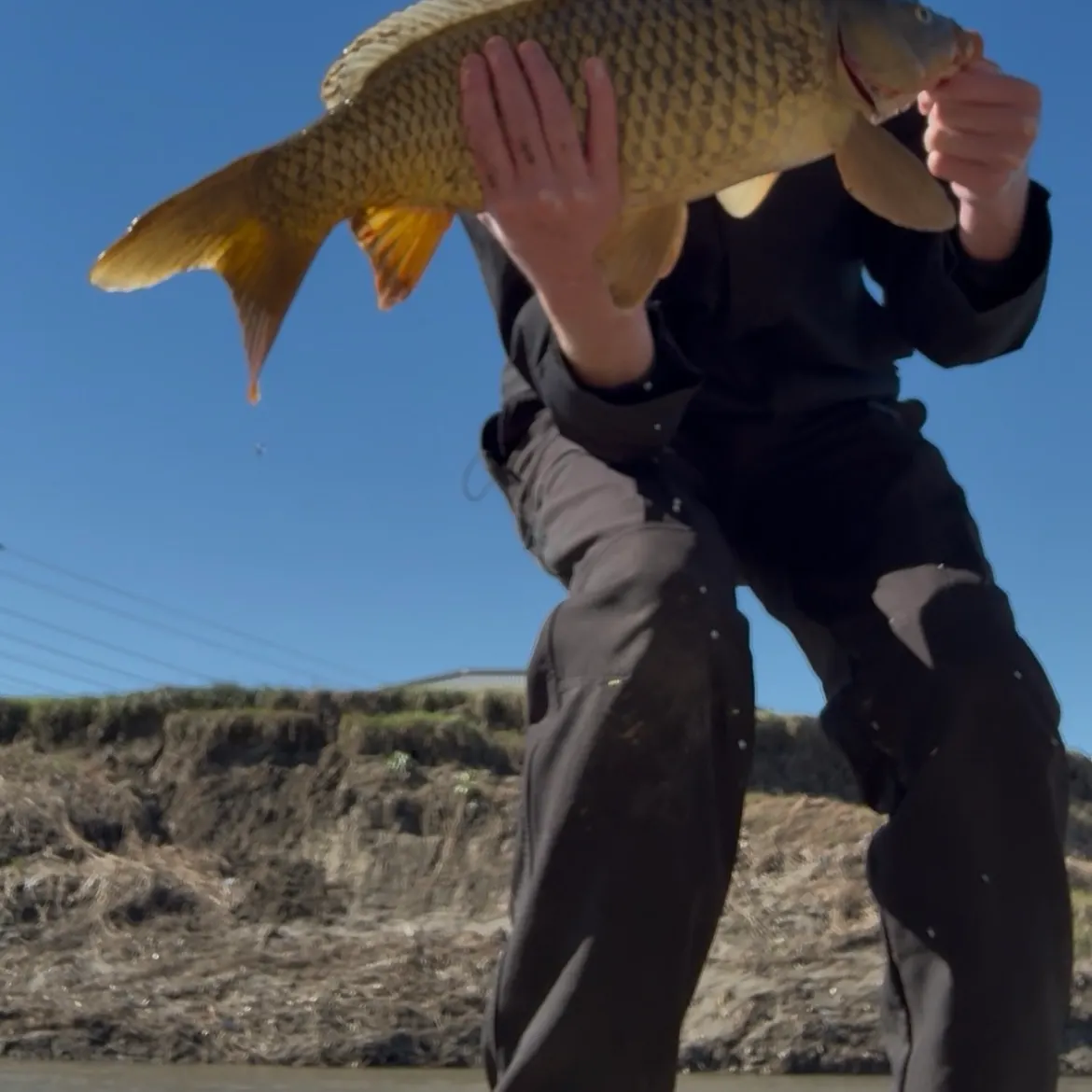 Common carp caught on Fishbrain