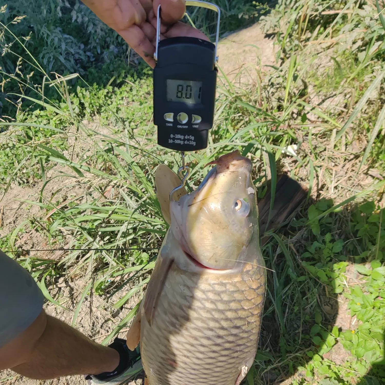 The most recent Black buffalo catches on Fishbrain