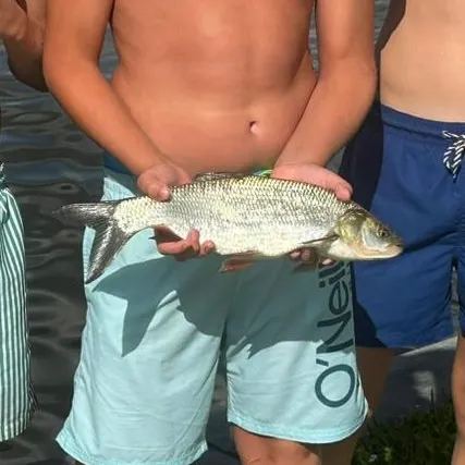 The most recent Ide catches on Fishbrain