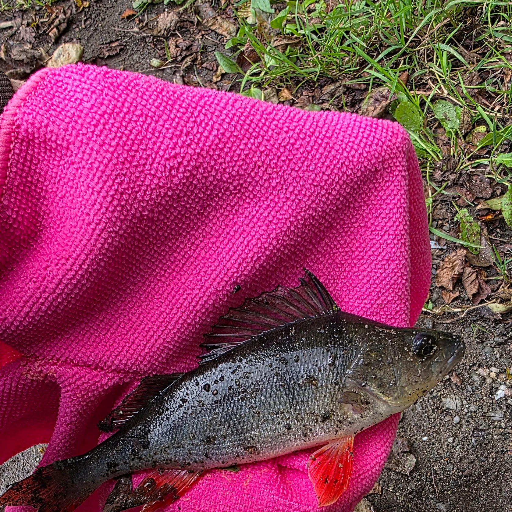 European perch caught on Fishbrain