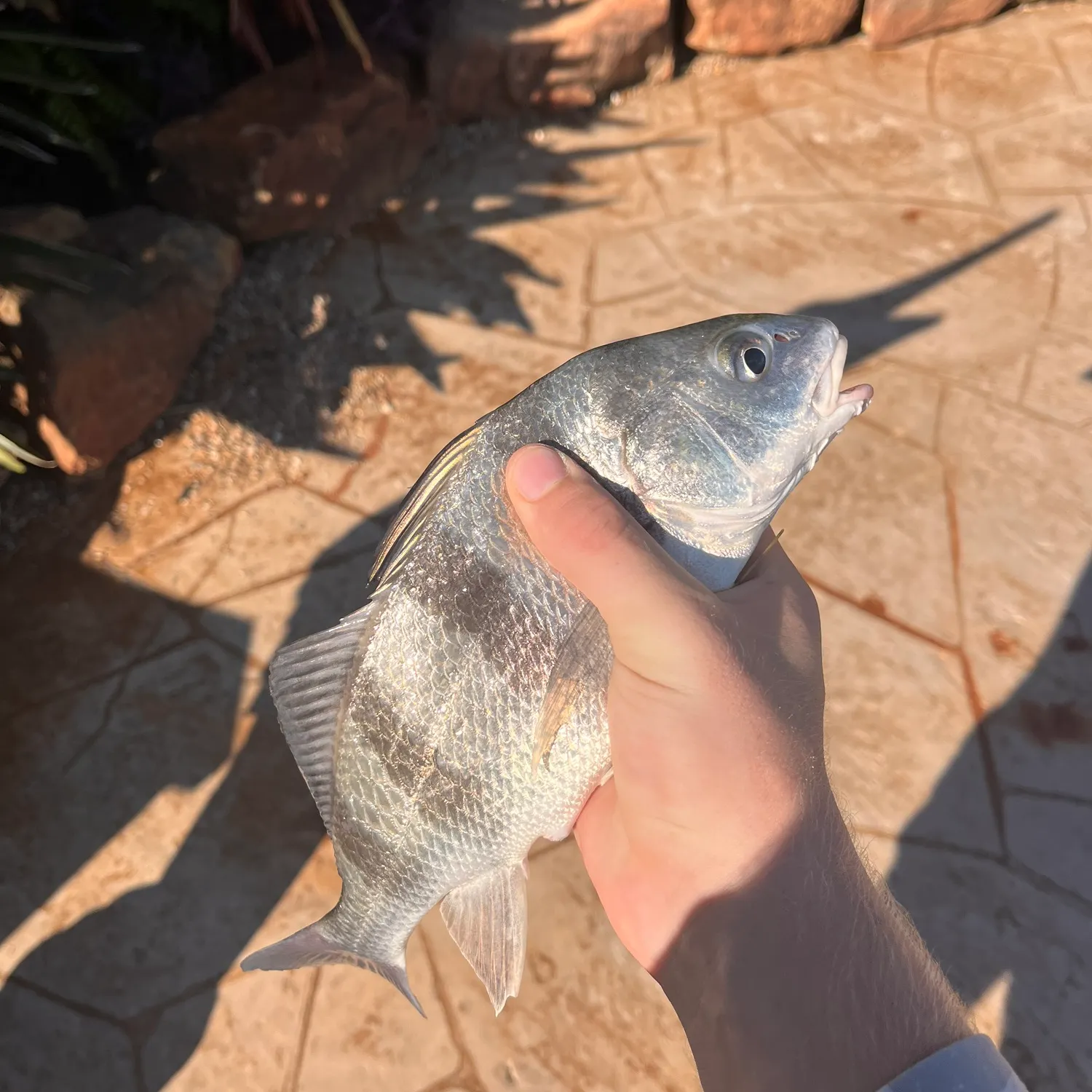 Black drum caught on Fishbrain