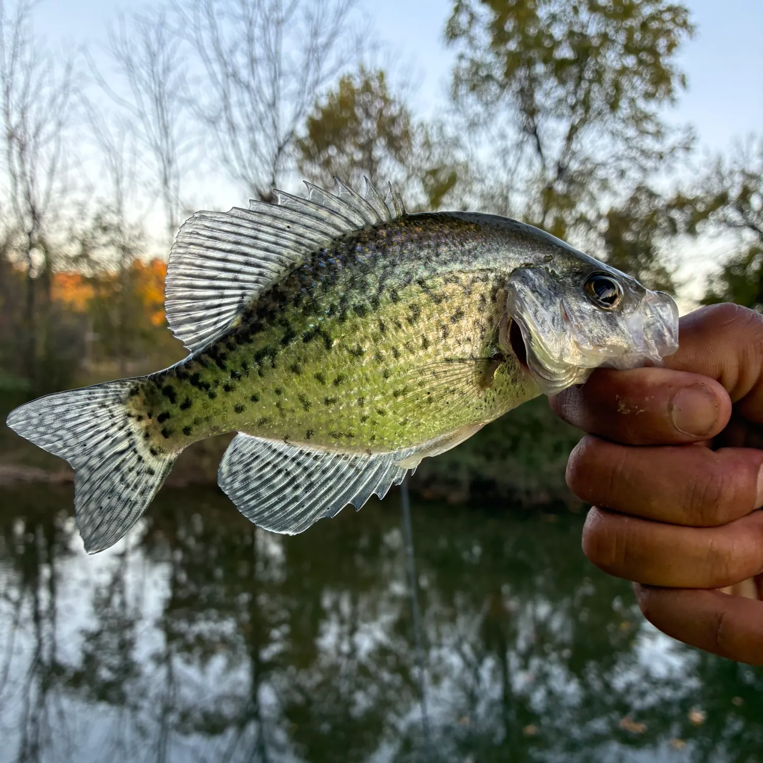 Black crappie caught on Fishbrain