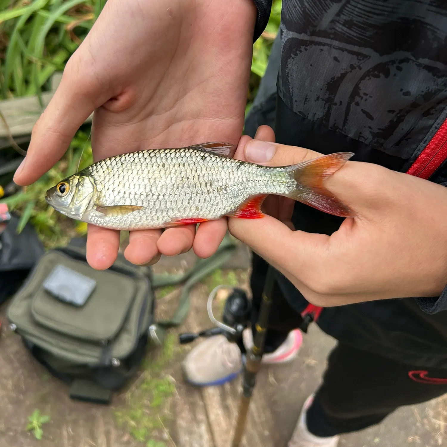Common rudd caught on Fishbrain