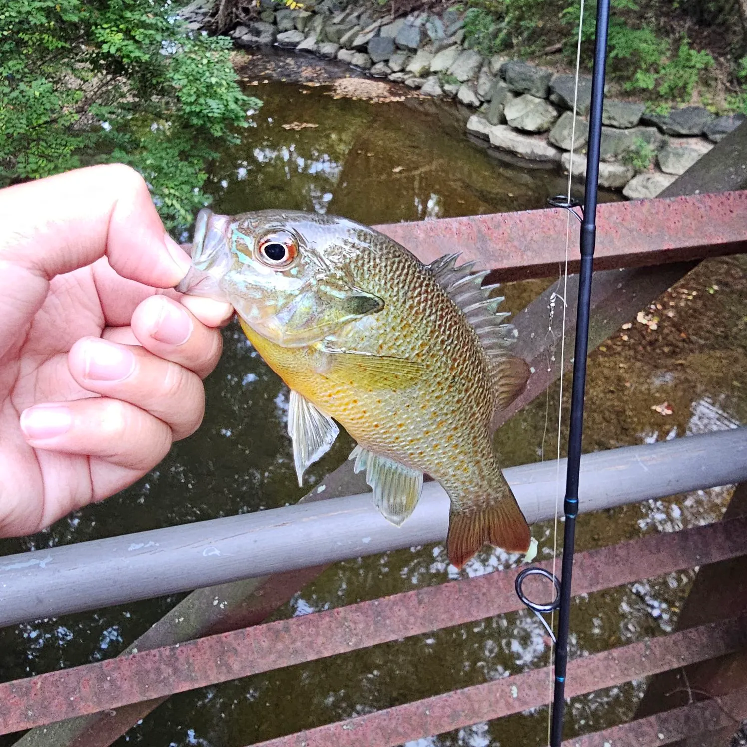 Redbreast sunfish caught on Fishbrain