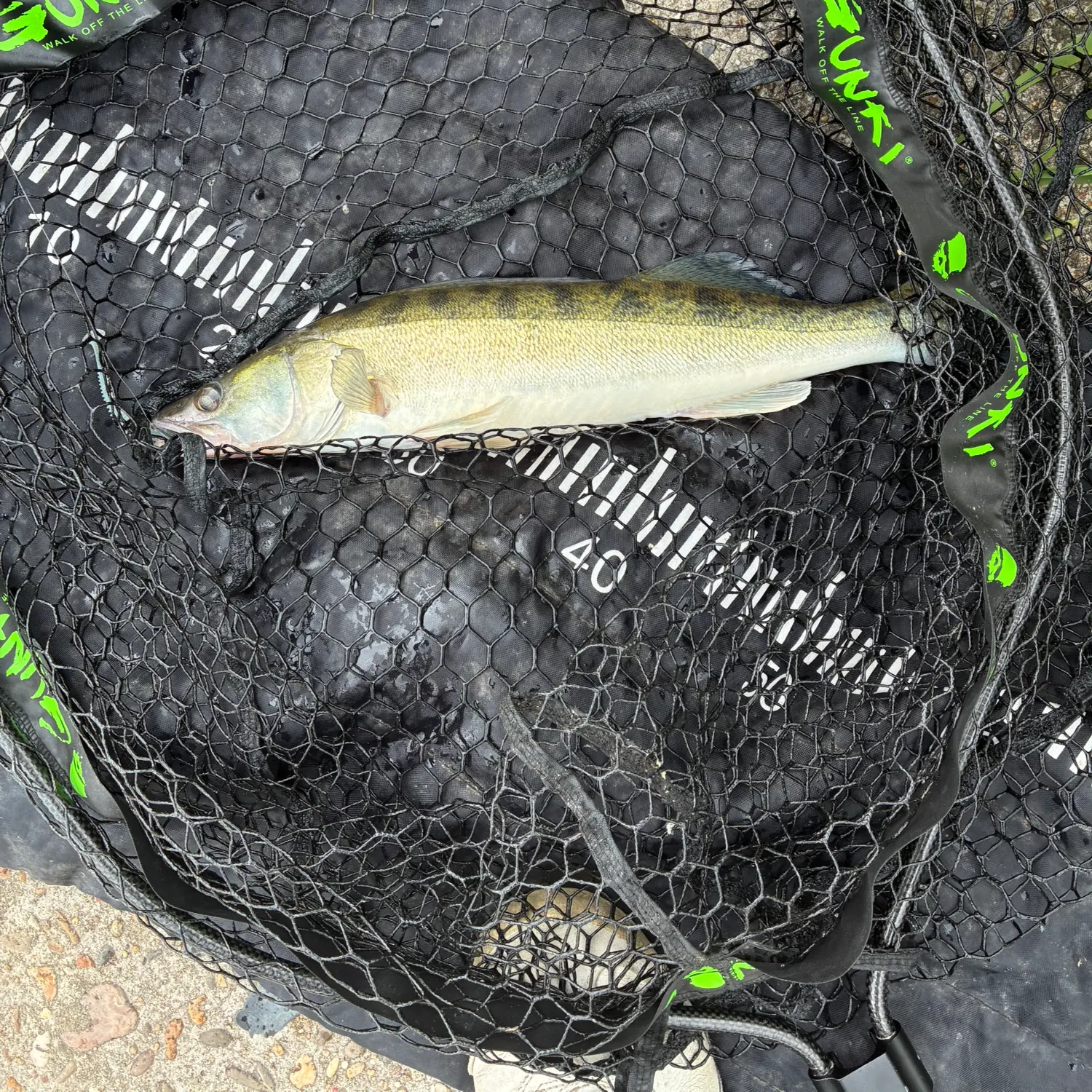 The most recent Zander catches on Fishbrain