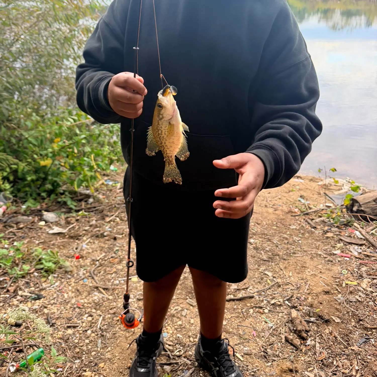 Rock bass caught on Fishbrain