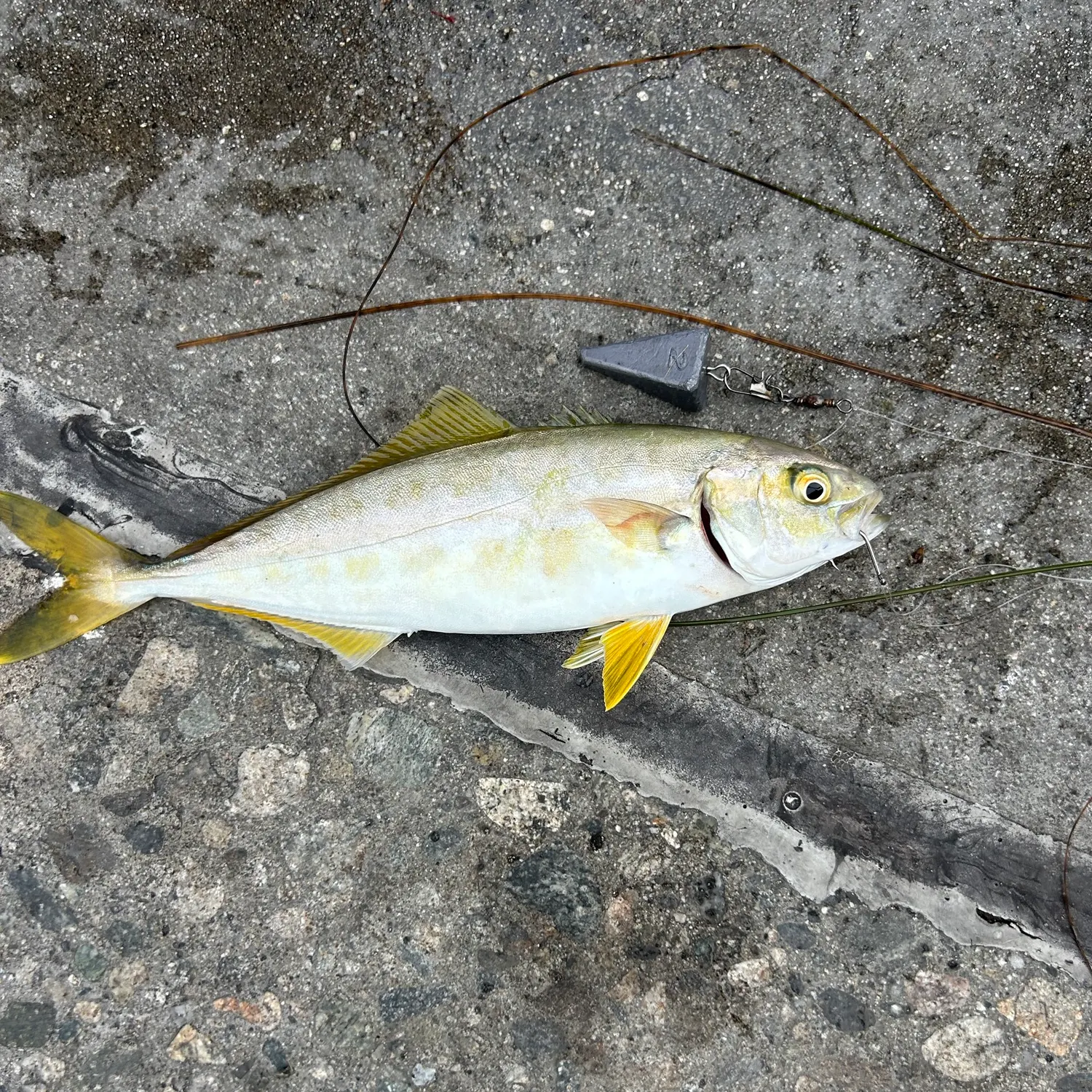 Yellow jack caught on Fishbrain