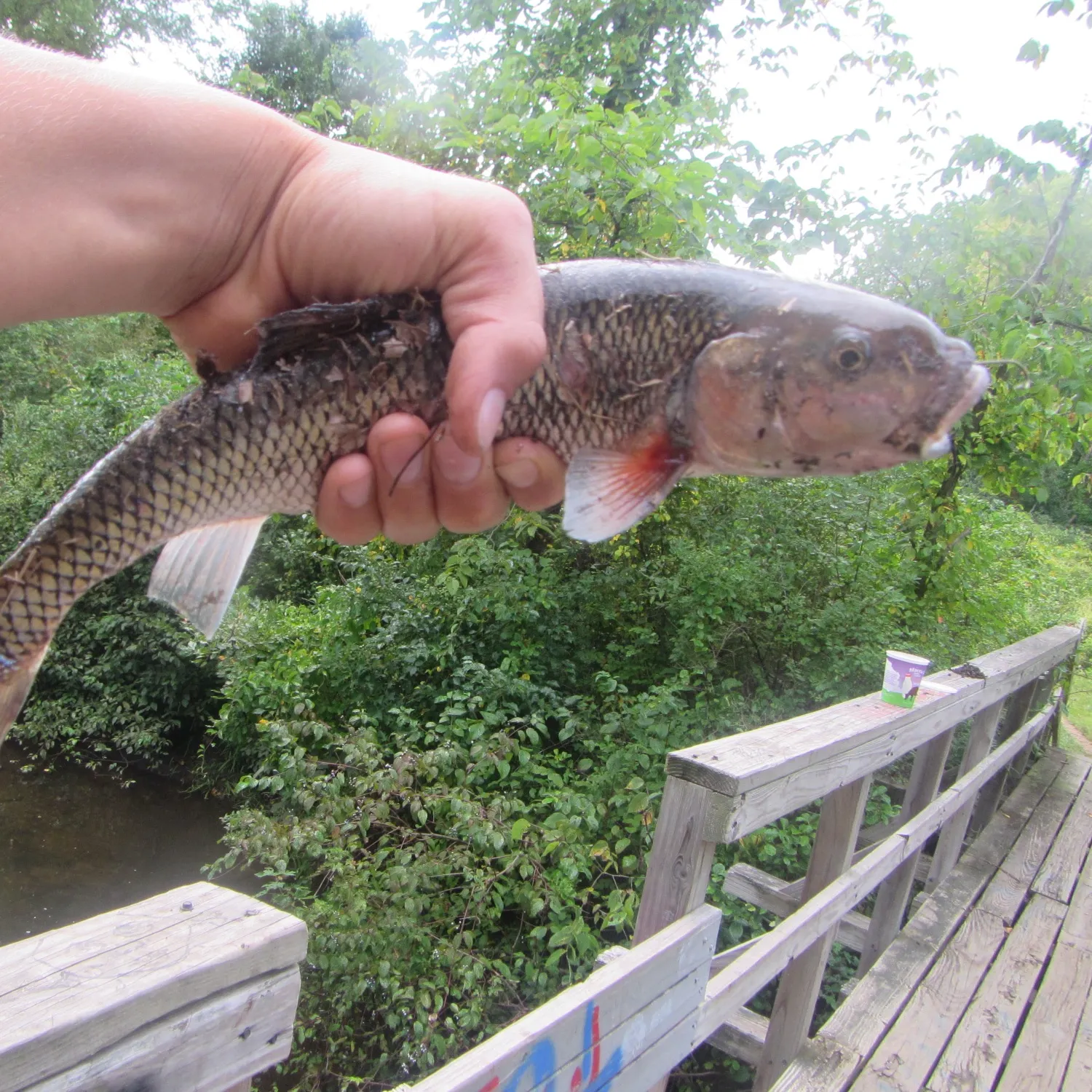 Fallfish caught on Fishbrain