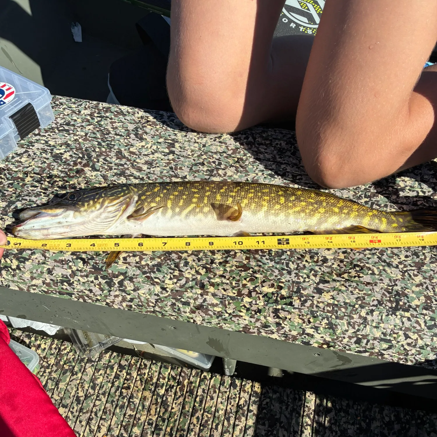 Fish caught on Fishbrain