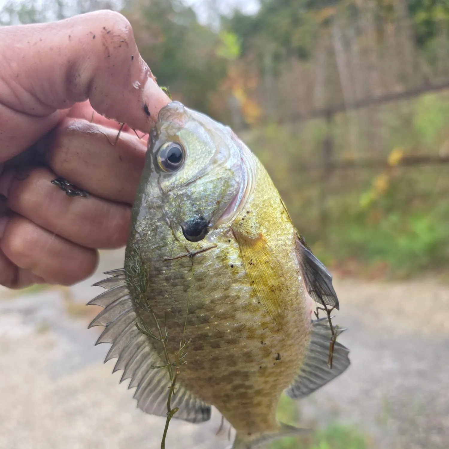 Bluegill caught on Fishbrain