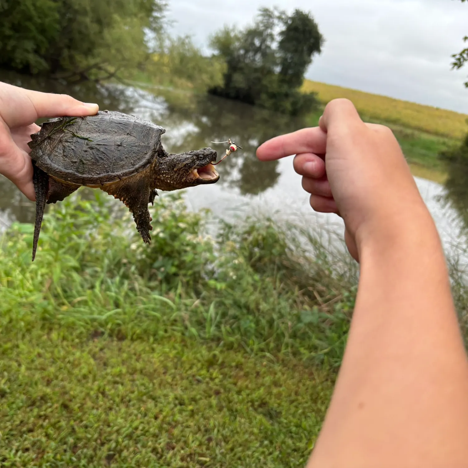 Common snapping turtle caught on Fishbrain