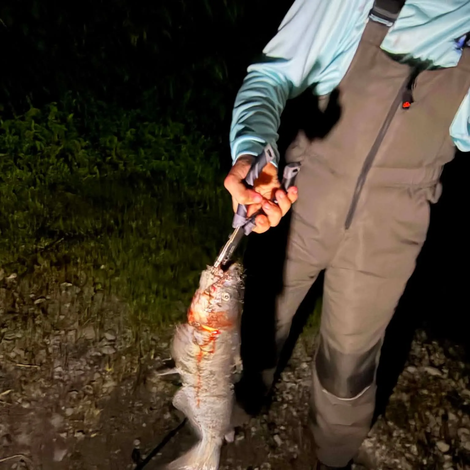 Channel catfish caught on Fishbrain