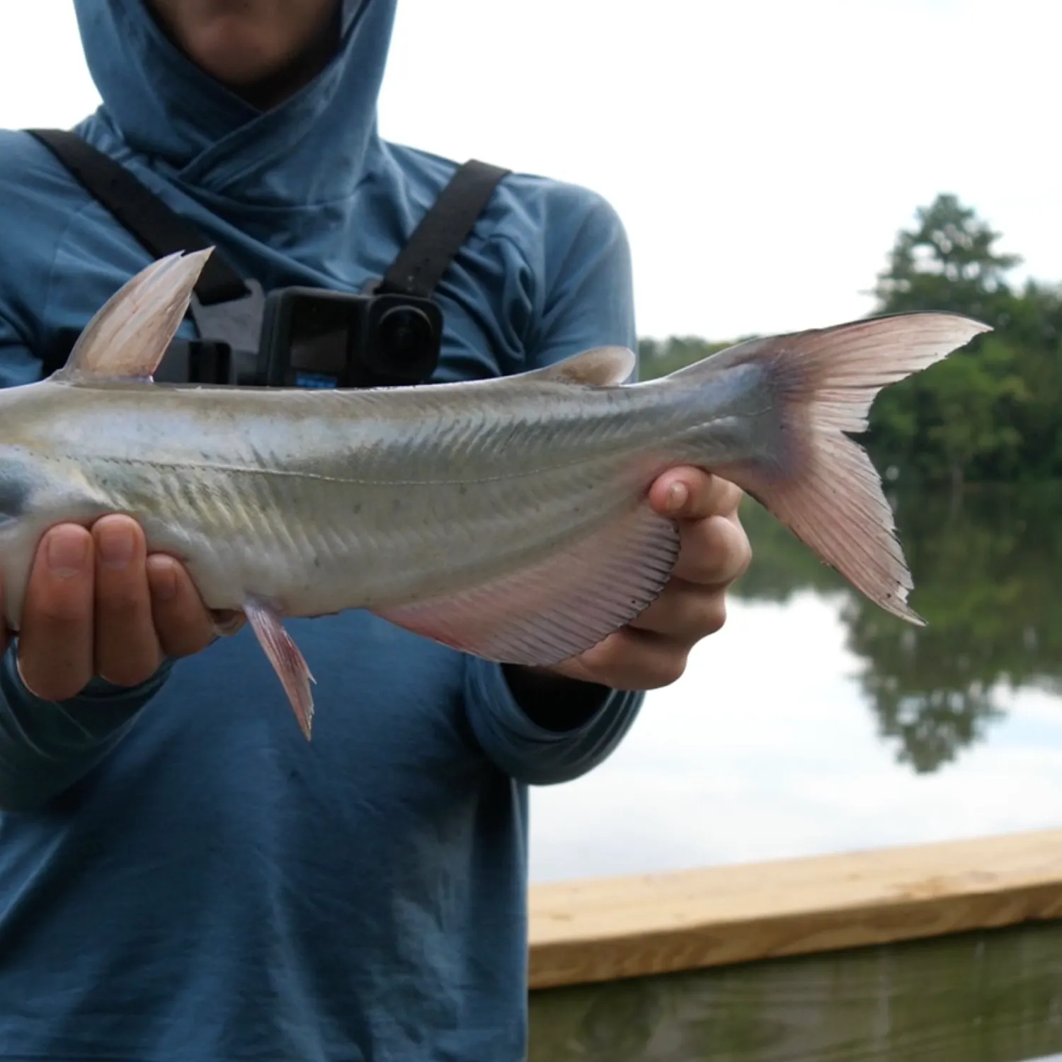 Channel catfish caught on Fishbrain