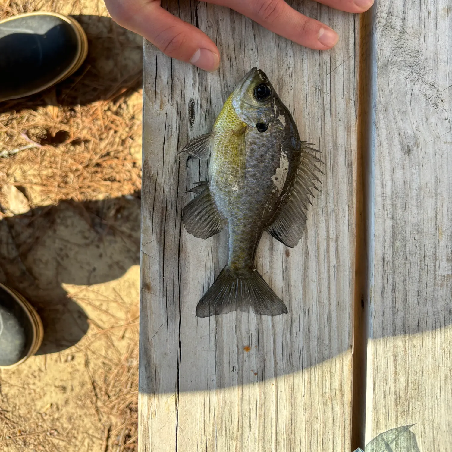 The most recent Bluegill catches on Fishbrain